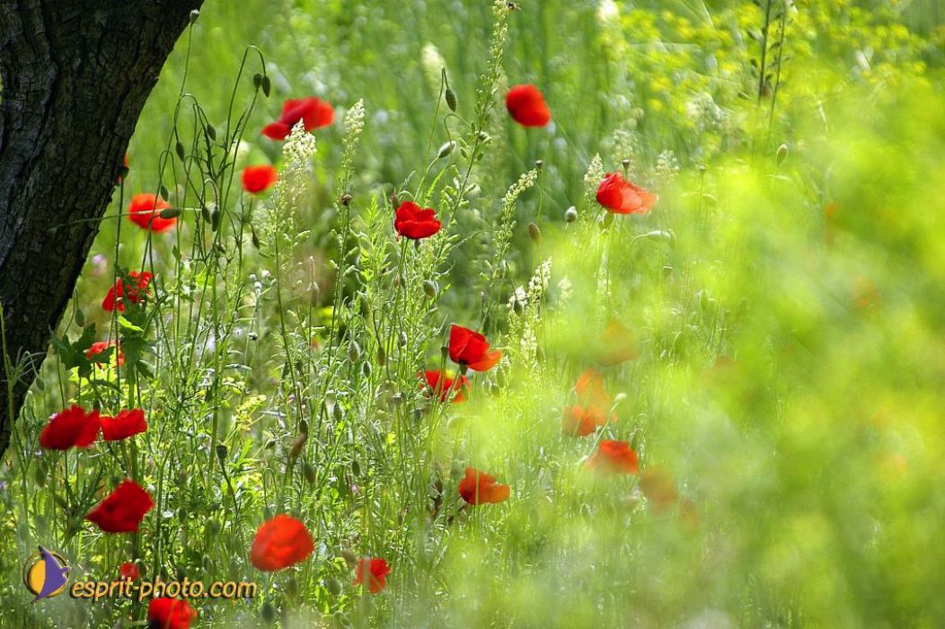 Nom de l'image : EP08-0406_(c)Norbert-JUNG — Description :